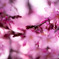 入間川桜