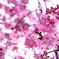 入間川桜