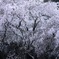大枝垂桜