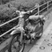 Cub c 50