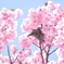 春爛漫