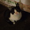 にゃんこ