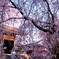 東郷寺の東郷寺