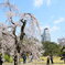 小石川後楽園　2