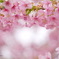 満開！葵桜