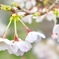 染井吉野Ⅳ