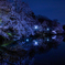 井の頭公園 夜桜