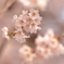 しだれ桜
