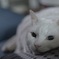 ソファあたためときます