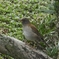 シロハラ　20190330_