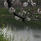 皇居の桜 半蔵門