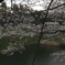 皇居の桜 半蔵門
