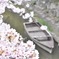 八幡堀 桜