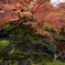 瑠璃光院
