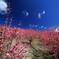 花桃の郷