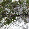 まだつぼみの目立つ尾道の桜