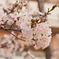 マリナパークの朝　桜開花①