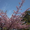 みなと公園の桜
