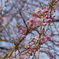 あつぎ桜まつり