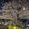夜桜