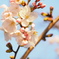 桜のやつ