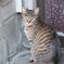 近所の野良猫