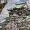 大阪城