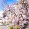 sakura