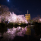 東寺の夜桜