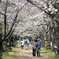 桜並木