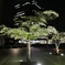 夜の街路樹