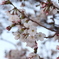 桜　２０１９