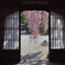 おねの糸桜【高台寺】