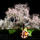 ～京都 円山公園～2019 祇園しだれ桜