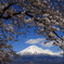 桜と富士