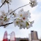荒川自然公園 桜