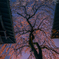 Cherry Blossoms at Rainy Night in Kyoto