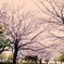 荒川自然公園 桜②