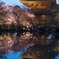 東寺の桜