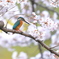 平成最後の桜カワセミ