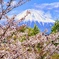 富士山と桜