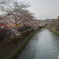 2019.3.28大岡川プロムナード開花情報⑥