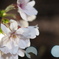 夜桜