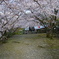 ○○の桜
