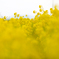菜の花畑。。。