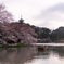 三渓園の桜