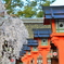 平野神社・灯篭と桜１