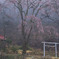 霧降る杜