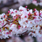 平成最後の桜