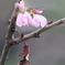 冬桜